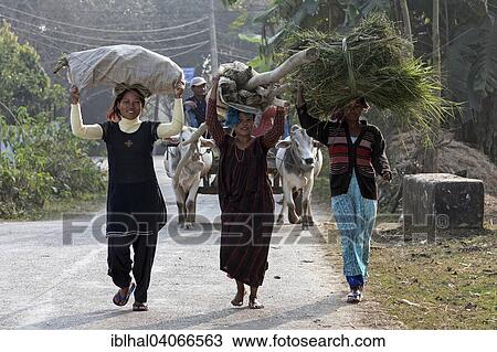 Stock Image - "Nepalese women carrying goods on their heads, Sauraha, Nepal, Asia". Fotosearch