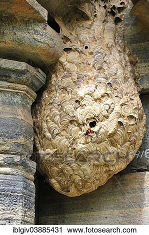 "Nest of Hornets (Vespa tropica) at a temple, Polonnaruwa, North Central Province, Sri Lanka, Asia" View Large Photo Image Stock Image - "Nest of Hornets (Vespa tropica) at a temple, Polonnaruwa, North Central Province, Sri Lanka, Asia". Fotosearch