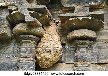 Stock Photo - "Nest of Hornets (Vespa tropica) at a temple, Polonnaruwa, North Central Province, Sri Lanka, Asia". Fotosearch
