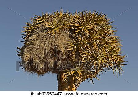 Stock Photo - "Nest of the Sociable Weaver or Social Weaver (Philetairus socius) in a Quiver Tree or Kokerboom (Aloe dichotoma), Keetmanshoop, Karas Region, Namibia, Africa". Fotosearch