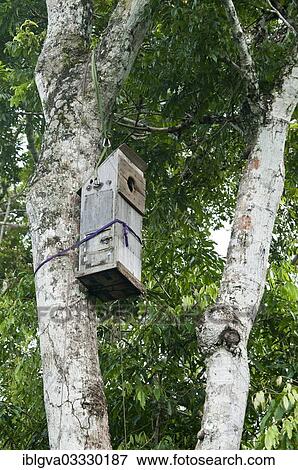 Stock Photo - "Nesting box for macaws developed by researchers at the Ara-research project, Tambopata Research Center, TRC, Tambopata Nature Reserve, Madre de Dios Region, Peru, South America". Fotosearch