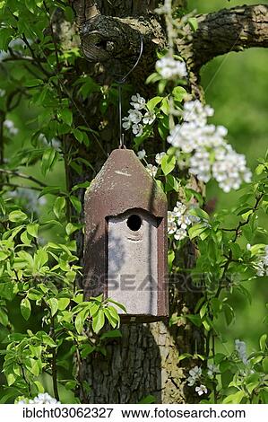 "Nesting box for tits on a flowering pear tree, North Rhine-Westphalia, Germany, Europe" View Large Photo Image Stock Photo - "Nesting box for tits on a flowering pear tree, North Rhine-Westphalia, Germany, Europe". Fotosearch