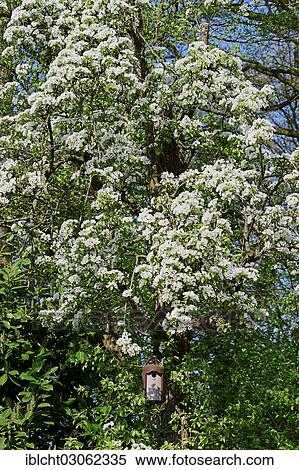"Nesting box for tits on a flowering pear tree, North Rhine-Westphalia, Germany, Europe" View Large Photo Image Stock Photography - "Nesting box for tits on a flowering pear tree, North Rhine-Westphalia, Germany, Europe". Fotosearch