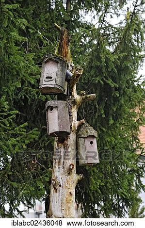 "Nesting boxes on a dead tree, Munich, Bavaria, Germany, Europe" View Large Photo Image Stock Photo - "Nesting boxes on a dead tree, Munich, Bavaria, Germany, Europe". Fotosearch