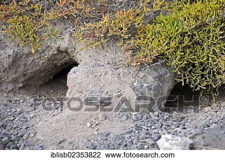 "Nesting holes of the Galapagos Land Iguana (Conolophus subcristatus), South Plaza Island, Isla Plaza Sur, Galapagos, UNESCO World Heritage Site, Ecuador, South America" View Large Photo Image Stock Image - "Nesting holes of the Galapagos Land Iguana (Conolophus subcristatus), South Plaza Island, Isla Plaza Sur, Galapagos, UNESCO World Heritage Site, Ecuador, South America". Fotosearch