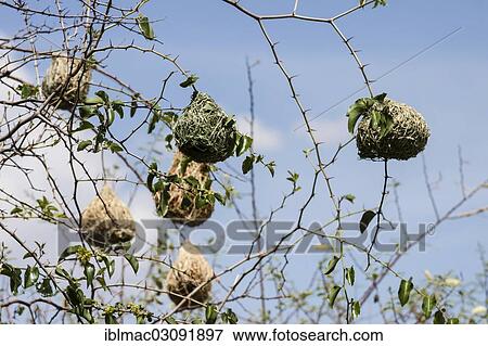 Stock Photo - "Nests of weaver birds, Masked Weaver birds (Ploceus velatus), Namibia, Africa". Fotosearch