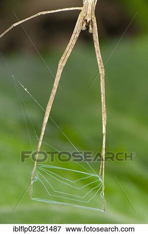 "Net-casting Spider (Deinopis sp. ), subadult, close-up of legs, hunting with web net, Manu Road, Departemento Cusco, Andes, Peru, South America" View Large Photo Image Stock Photo - "Net-casting Spider (Deinopis sp. ), subadult, close-up of legs, hunting with web net, Manu Road, Departemento Cusco, Andes, Peru, South America". Fotosearch