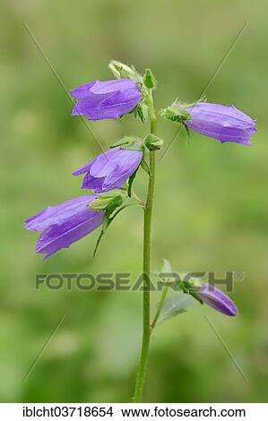 "Nettle-leaved Bellflower (Campanula trachelium), flowers, North Rhine-Westphalia, Germany, Europe" View Large Photo Image Picture - "Nettle-leaved Bellflower (Campanula trachelium), flowers, North Rhine-Westphalia, Germany, Europe". Fotosearch