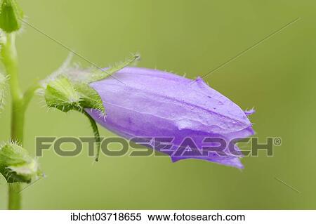 "Nettle-leaved Bellflower (Campanula trachelium), flower, North Rhine-Westphalia, Germany, Europe" View Large Photo Image Stock Photography - "Nettle-leaved Bellflower (Campanula trachelium), flower, North Rhine-Westphalia, Germany, Europe". Fotosearch