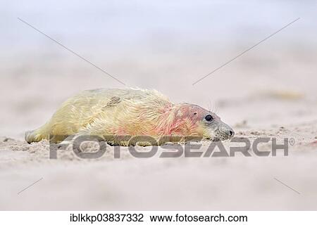 "New-born gray seal (Halichoerus grypus) on the beach, Dune island, Helgoland, Schleswig-Holstein, Germany, Europe" View Large Photo Image Stock Image - "New-born gray seal (Halichoerus grypus) on the beach, Dune island, Helgoland, Schleswig-Holstein, Germany, Europe". Fotosearch