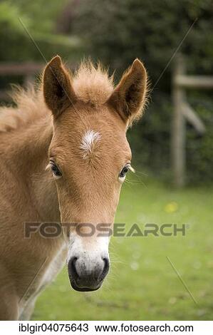 "New Forest Pony, foal, New Forest, England, United Kingdom, Europe" View Large Photo Image Stock Image - "New Forest Pony, foal, New Forest, England, United Kingdom, Europe". Fotosearch