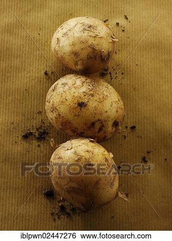 New fresh organic Jersey potatoes View Large Photo Image Stock Photograph - New fresh organic Jersey potatoes. Fotosearch