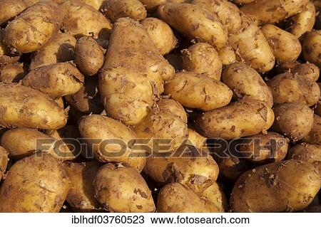 "New potatoes (Solanum tuberosum), Linden, Hannover, Lower Saxony, Germany, Europe" View Large Photo Image Stock Image - "New potatoes (Solanum tuberosum), Linden, Hannover, Lower Saxony, Germany, Europe". Fotosearch