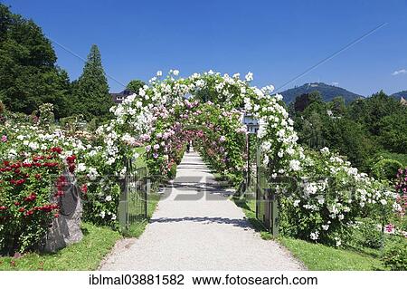 "New Rose Garden on Beutig Hill, Baden-Baden, Black Forest, Baden-Wurttemberg, Germany, Europe" View Large Photo Image Stock Image - "New Rose Garden on Beutig Hill, Baden-Baden, Black Forest, Baden-Wurttemberg, Germany, Europe". Fotosearch