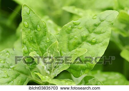 "New Zealand Spinach (Tetragonia tetragonioides), North Rhine-Westphalia, Germany, Europe" View Large Photo Image Stock Image - "New Zealand Spinach (Tetragonia tetragonioides), North Rhine-Westphalia, Germany, Europe". Fotosearch