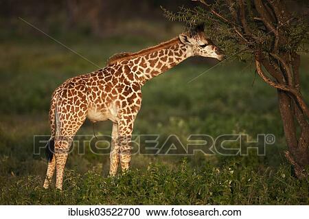 Stock Image - "Newborn Giraffe (Giraffa camelopardalis) calf in the evening light, Serengeti, Tanzania, Africa". Fotosearch