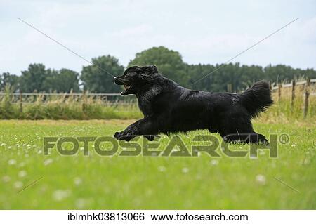 "Newfoundland running on meadow, Germany, Europe" View Large Photo Image Stock Photograph - "Newfoundland running on meadow, Germany, Europe". Fotosearch
