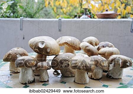 "Newly harvested mushrooms (Boletus edulis), North Rhine-Westphalia, Germany, Europe" View Large Photo Image Stock Photo - "Newly harvested mushrooms (Boletus edulis), North Rhine-Westphalia, Germany, Europe". Fotosearch
