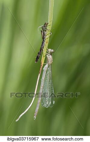Stock Photo - "Newly hatched Azure Damselfly (Coenagrion puella), with an empty shell larvae or exuviae, the pale insect body is still uncoloured, Versoix, Canton of Geneva, Switzerland, Europe". Fotosearch