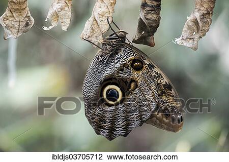 Stock Image - "Newly hatched Forest Giant Owl butterfly (Caligo eurilochus), Wilhelma Zoo butterfly house, Stuttgart, Baden-Wurttemberg, Germany, Europe". Fotosearch