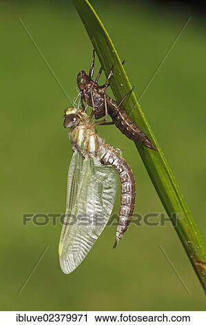 "Newly hatched Southern Hawker or Blue Darner dragonfly (Aeshna cyanea), males on empty larval skin (Exuvia) on the leaf of a water soldier plant, Schleswig-Holstein, Germany, Europe" View Large Photo Image Stock Image - "Newly hatched Southern Hawker or Blue Darner dragonfly (Aeshna cyanea), males on empty larval skin (Exuvia) on the leaf of a water soldier plant, Schleswig-Holstein, Germany, Europe". Fotosearch