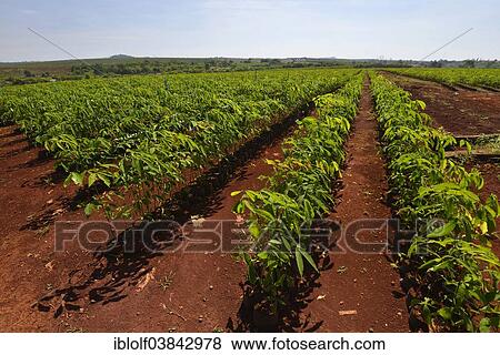 "Newly planted rubber trees after a previous deforestation, rubber tree plantation, Banlung, Ratanakiri Province, Cambodia, Asia" View Large Photo Image Stock Photo - "Newly planted rubber trees after a previous deforestation, rubber tree plantation, Banlung, Ratanakiri Province, Cambodia, Asia". Fotosearch
