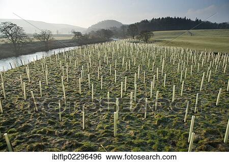 "Newly planted tree saplings protected with plastic sleeves, planted on riverbank habitat, River Hodder, Whitewell, Lancashire, England, United Kingdom, Europe" View Large Photo Image Stock Photograph - "Newly planted tree saplings protected with plastic sleeves, planted on riverbank habitat, River Hodder, Whitewell, Lancashire, England, United Kingdom, Europe". Fotosearch