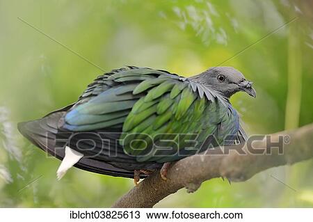 Stock Image - "Nicobar Pigeon (Caloenas nicobarica), native to the Nicobar Islands, the Philippines and New Guinea, captive, Germany, Europe". Fotosearch