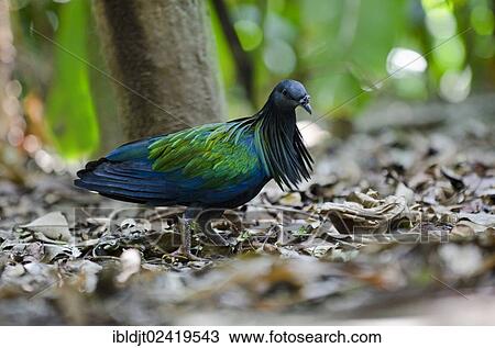 Nicobar Pigeon (Caloenas nicobarica), captive View Large Photo Image Stock Image - Nicobar Pigeon (Caloenas nicobarica), captive. Fotosearch
