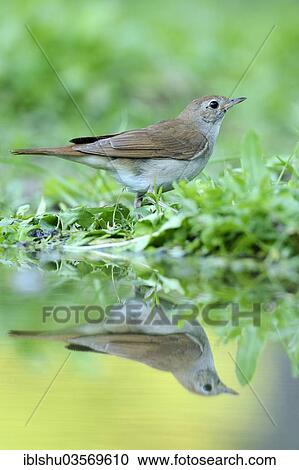 "Nightingale (Luscinia megarhynchos) with its reflection in the water, Rhodopes, Bulgaria, Europe" View Large Photo Image Stock Image - "Nightingale (Luscinia megarhynchos) with its reflection in the water, Rhodopes, Bulgaria, Europe". Fotosearch