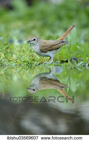 Stock Photo - "Nightingale (Luscinia megarhynchos) with its reflection in the water, Rhodopes, Bulgaria, Europe". Fotosearch