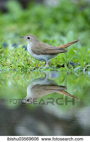 "Nightingale (Luscinia megarhynchos) with its reflection in the water, Rhodopes, Bulgaria, Europe" View Large Photo Image Stock Photograph - "Nightingale (Luscinia megarhynchos) with its reflection in the water, Rhodopes, Bulgaria, Europe". Fotosearch