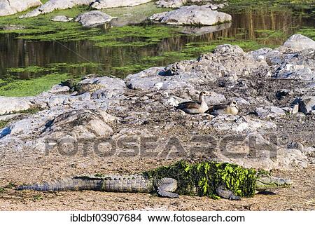 Picture - "Nile Crocodile (Crocodylus niloticus) covered with green algae, Kruger National Park, South Africa, Africa". Fotosearch
