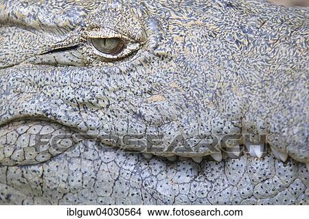 "Nile crocodile (Crocodylus niloticus), detail of eye, skin and teeth, captive, Saint Lucia, South Africa, Africa" View Large Photo Image Picture - "Nile crocodile (Crocodylus niloticus), detail of eye, skin and teeth, captive, Saint Lucia, South Africa, Africa". Fotosearch