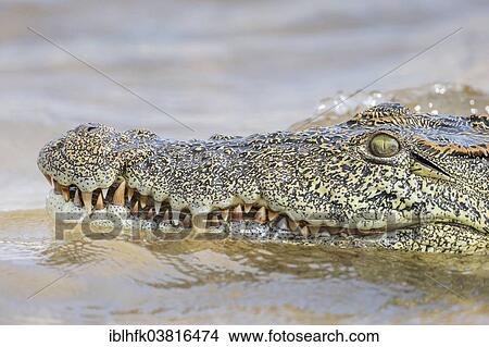 "Nile Crocodile (Crocodylus niloticus), Zambezi river, southern Zambia" View Large Photo Image Picture - "Nile Crocodile (Crocodylus niloticus), Zambezi river, southern Zambia". Fotosearch
