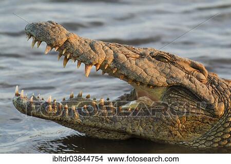 "Nile Crocodile (Crocodylus niloticus), opening its mouth in order to control its body temperature, Kruger National Park, South Africa, Africa" View Large Photo Image Picture - "Nile Crocodile (Crocodylus niloticus), opening its mouth in order to control its body temperature, Kruger National Park, South Africa, Africa". Fotosearch