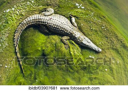 Stock Image - "Nile Crocodile (Crocodylus niloticus) lying on green algae, Kruger National Park, South Africa, Africa". Fotosearch