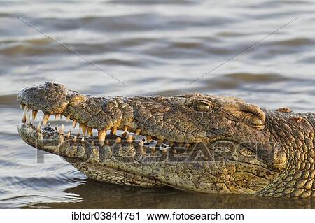 "Nile Crocodile (Crocodylus niloticus), Kruger National Park, South Africa, Africa" View Large Photo Image Stock Image - "Nile Crocodile (Crocodylus niloticus), Kruger National Park, South Africa, Africa". Fotosearch