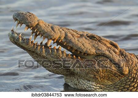 "Nile Crocodile (Crocodylus niloticus), Kruger National Park, South Africa, Africa" View Large Photo Image Stock Image - "Nile Crocodile (Crocodylus niloticus), Kruger National Park, South Africa, Africa". Fotosearch