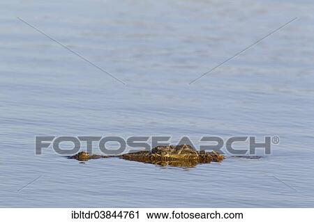 "Nile Crocodile (Crocodylus niloticus), Sunset Dam, Kruger National Park, South Africa, Africa" View Large Photo Image Stock Image - "Nile Crocodile (Crocodylus niloticus), Sunset Dam, Kruger National Park, South Africa, Africa". Fotosearch