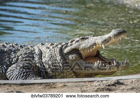 "Nile Crocodile (Crocodylus niloticus), Crocodile Farm, Otjiwarongo, Namibia, Africa" View Large Photo Image Stock Image - "Nile Crocodile (Crocodylus niloticus), Crocodile Farm, Otjiwarongo, Namibia, Africa". Fotosearch