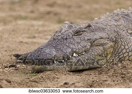"Nile Crocodile (Crocodylus niloticus), Okapuka Ranch, Namibia, Africa" View Large Photo Image Stock Image - "Nile Crocodile (Crocodylus niloticus), Okapuka Ranch, Namibia, Africa". Fotosearch