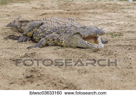 Stock Image - "Nile Crocodile (Crocodylus niloticus) with opened mouth, Okapuka Ranch, Namibia, Africa". Fotosearch