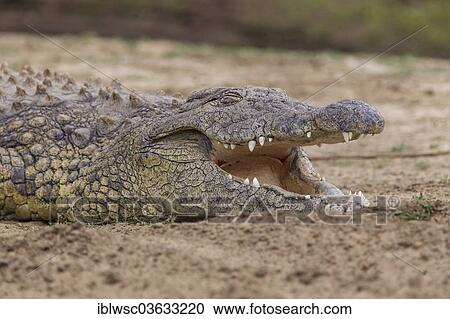 "Nile Crocodile (Crocodylus niloticus) with opened mouth, Okapuka Ranch, Namibia, Africa" View Large Photo Image Stock Image - "Nile Crocodile (Crocodylus niloticus) with opened mouth, Okapuka Ranch, Namibia, Africa". Fotosearch