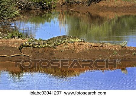 "Nile crocodile (Crocodylus niloticus), Erindi Private Game Reserve, Namibia, Africa" View Large Photo Image Stock Photo - "Nile crocodile (Crocodylus niloticus), Erindi Private Game Reserve, Namibia, Africa". Fotosearch