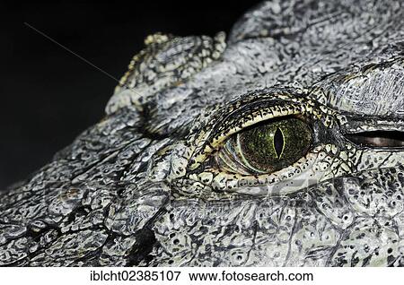 "Nile Crocodile (Crocodylus niloticus), eye, native to Africa, in captivity, Germany, Europe" View Large Photo Image Stock Photo - "Nile Crocodile (Crocodylus niloticus), eye, native to Africa, in captivity, Germany, Europe". Fotosearch
