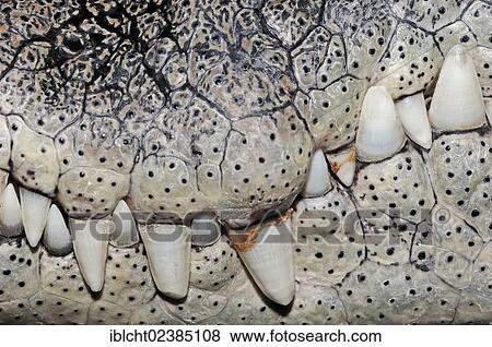 "Nile Crocodile (Crocodylus niloticus), teeth, native to Africa, in captivity, Germany, Europe" View Large Photo Image Stock Photo - "Nile Crocodile (Crocodylus niloticus), teeth, native to Africa, in captivity, Germany, Europe". Fotosearch