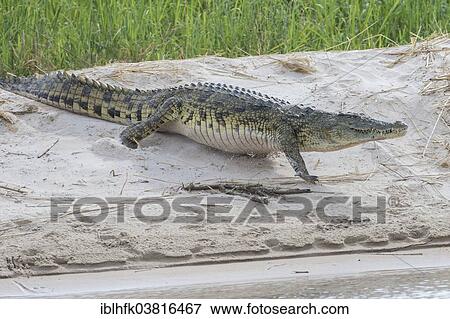 "Nile Crocodile (Crocodylus niloticus) at the Zambezi river, southern Zambia" View Large Photo Image Stock Photo - "Nile Crocodile (Crocodylus niloticus) at the Zambezi river, southern Zambia". Fotosearch