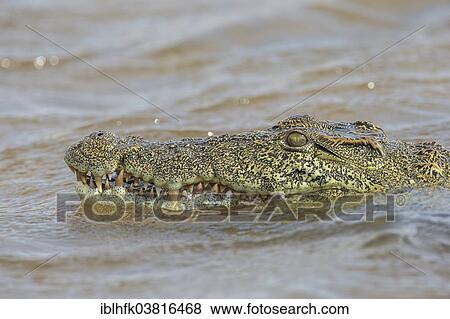 "Nile Crocodile (Crocodylus niloticus), Zambezi river, southern Zambia" View Large Photo Image Stock Photo - "Nile Crocodile (Crocodylus niloticus), Zambezi river, southern Zambia". Fotosearch