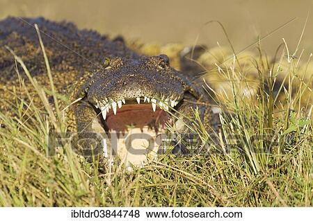 "Nile Crocodile (Crocodylus niloticus), basking at the bank of the Chobe River, Chobe National Park, Botswana, Africa" View Large Photo Image Stock Photo - "Nile Crocodile (Crocodylus niloticus), basking at the bank of the Chobe River, Chobe National Park, Botswana, Africa". Fotosearch